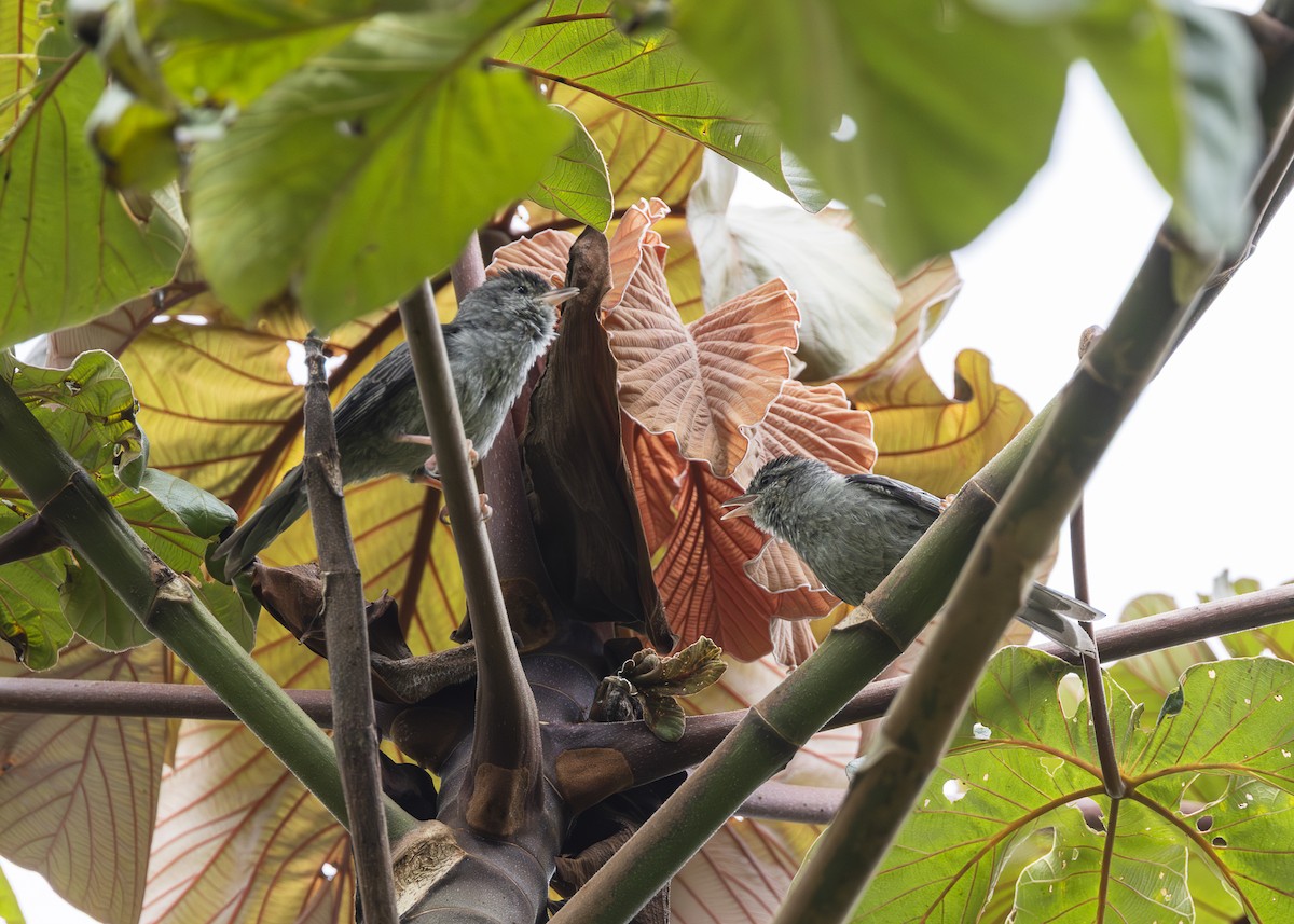 Pink-legged Graveteiro - ML646361116