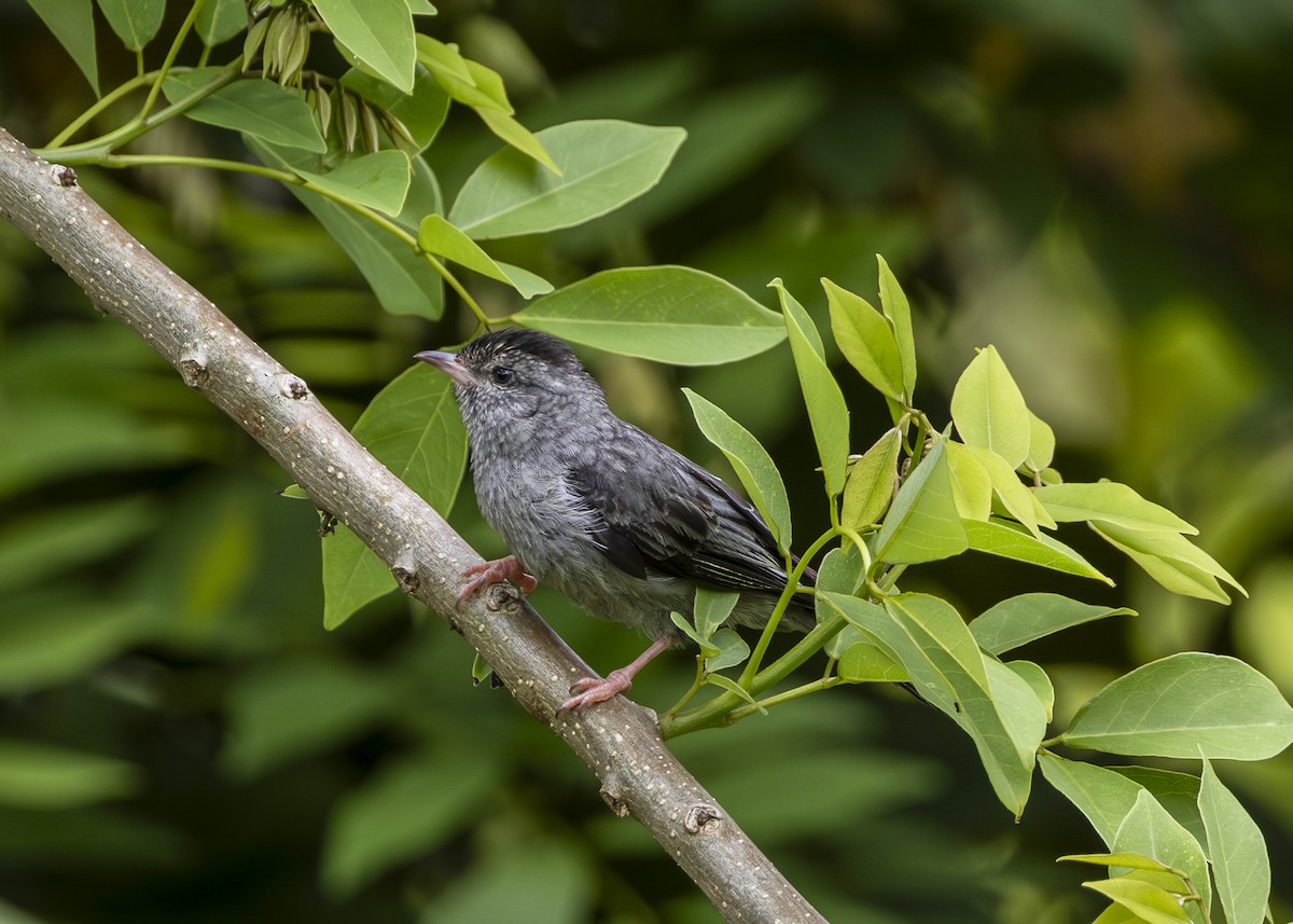 Pink-legged Graveteiro - ML646361117