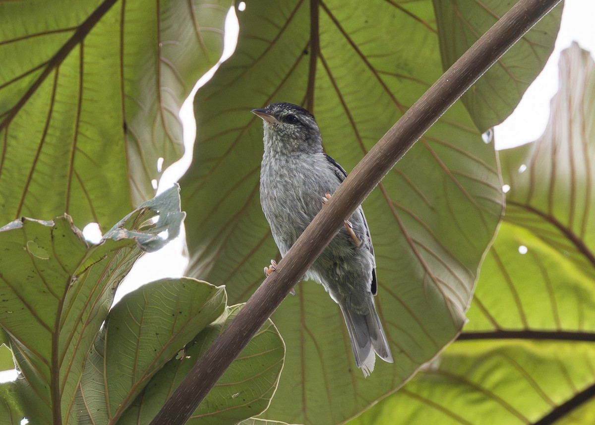 Pink-legged Graveteiro - ML646361118