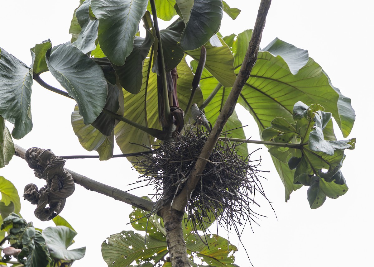 Pink-legged Graveteiro - ML646361119
