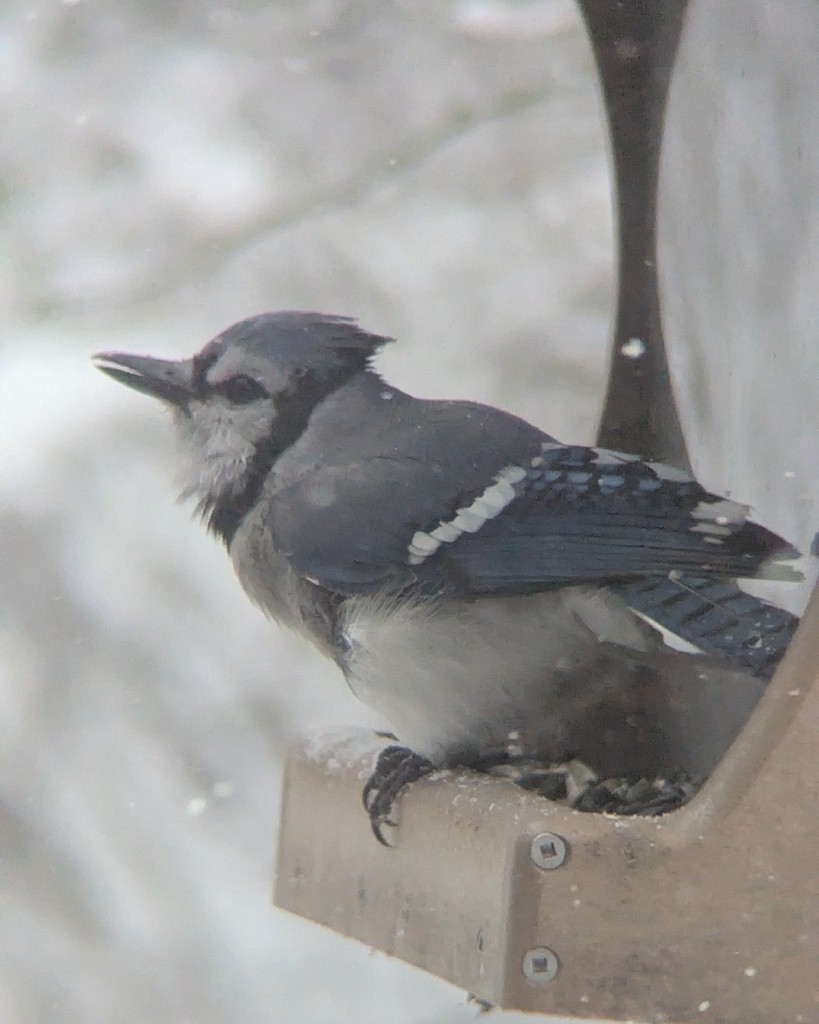 Blue Jay - ML646361120