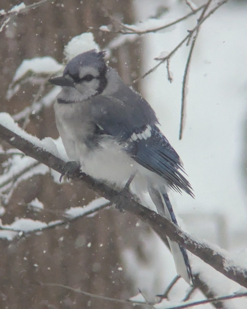 Blue Jay - ML646361121