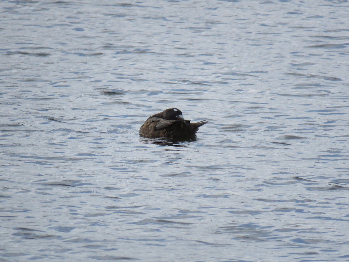 Harlequin Duck - ML646361122