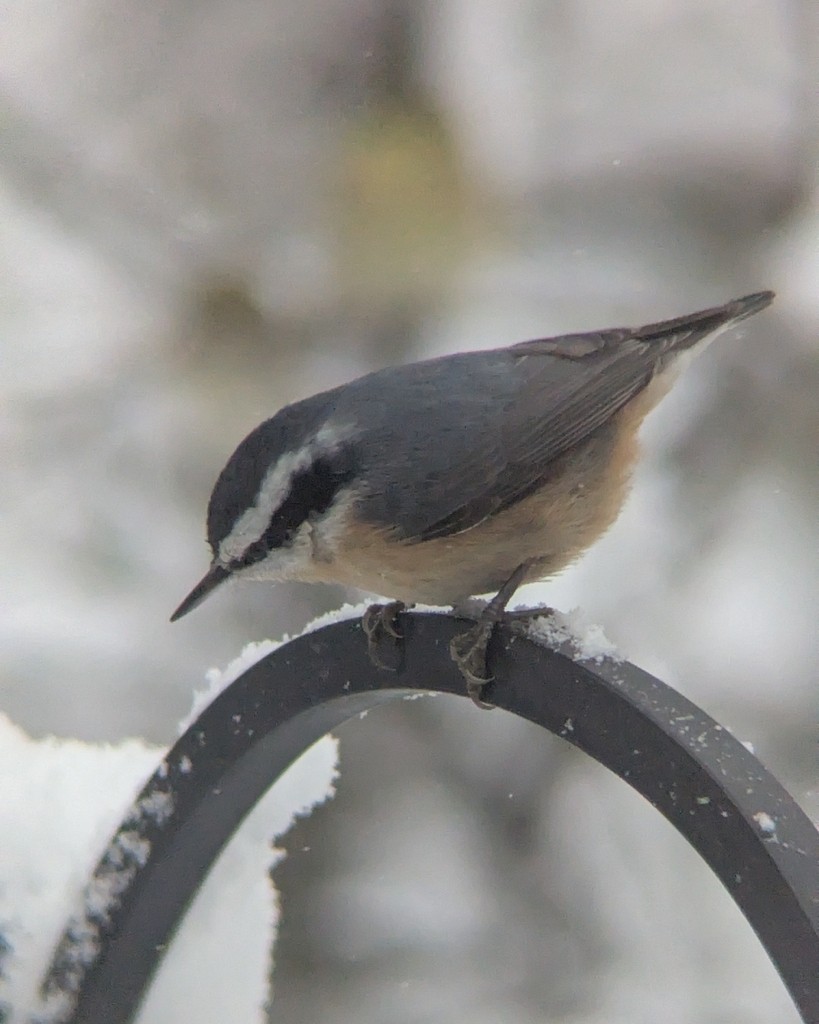 Red-breasted Nuthatch - ML646361123