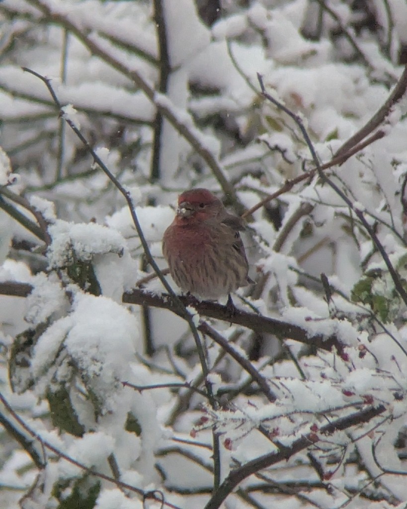 House Finch - ML646361124