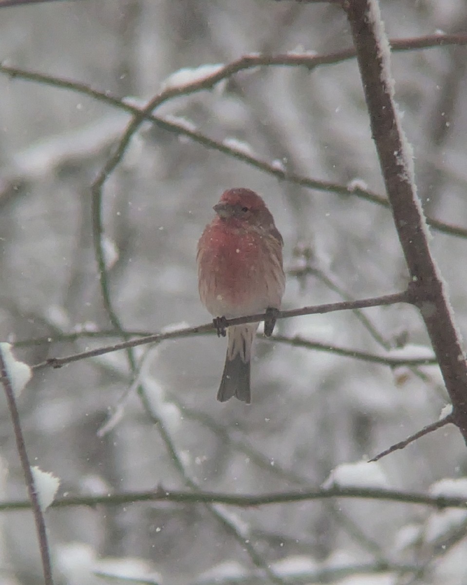 House Finch - ML646361125