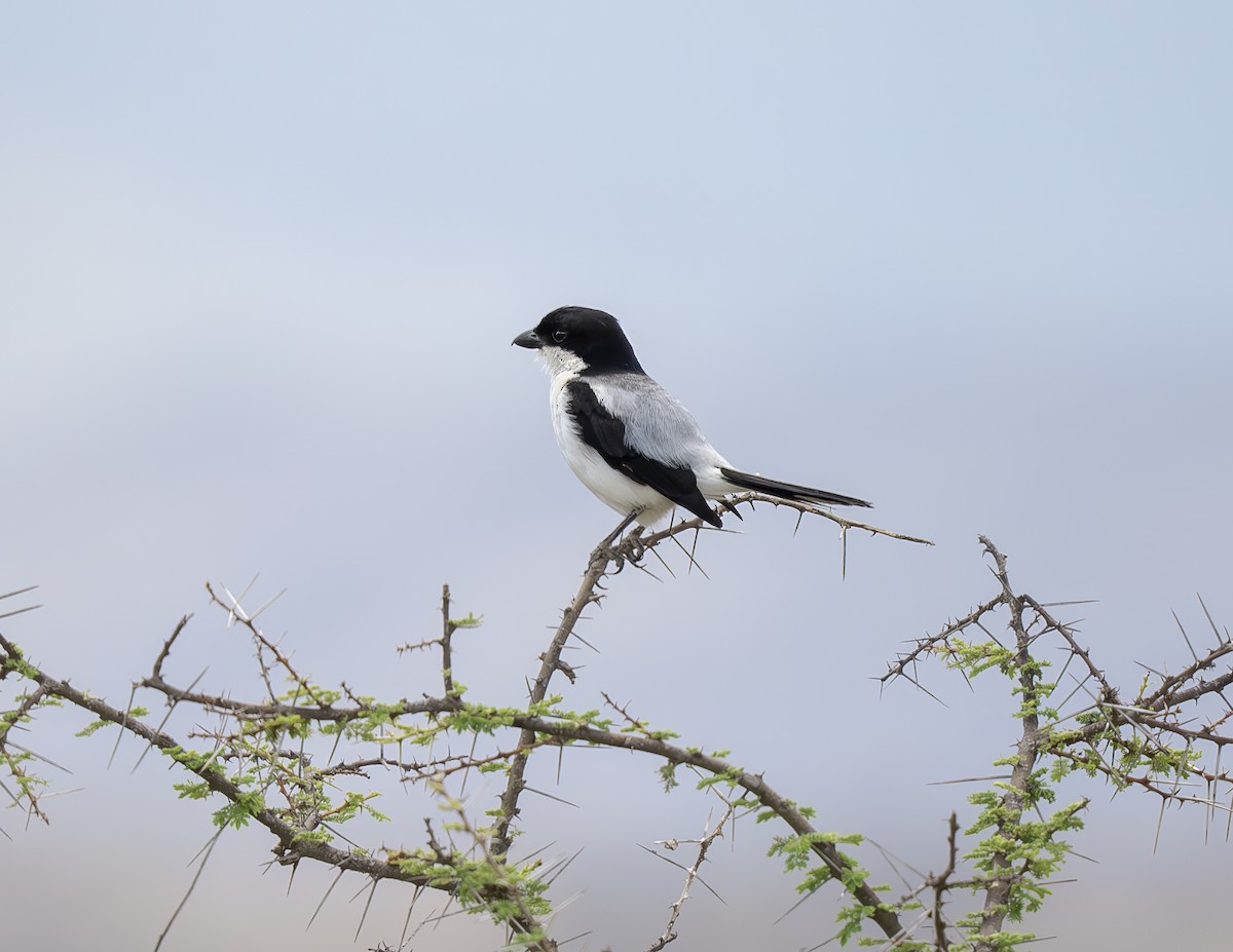 Taita Fiscal - ML646361126