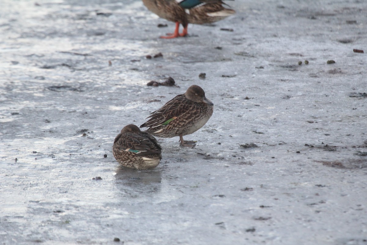 Green-winged Teal - ML646361128
