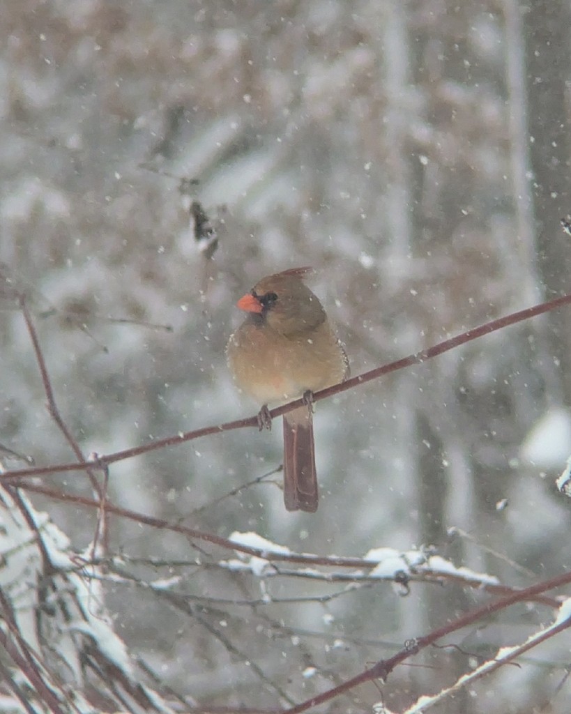 Northern Cardinal - ML646361131