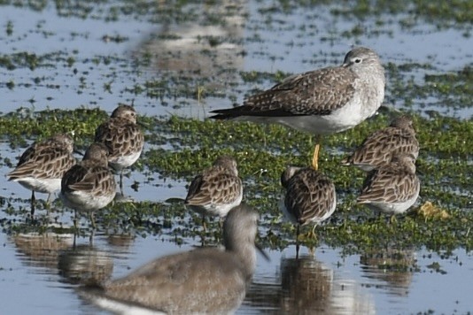 Least Sandpiper - ML646361133