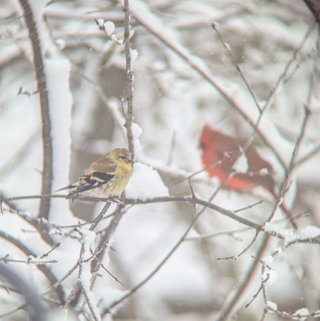 American Goldfinch - ML646361134