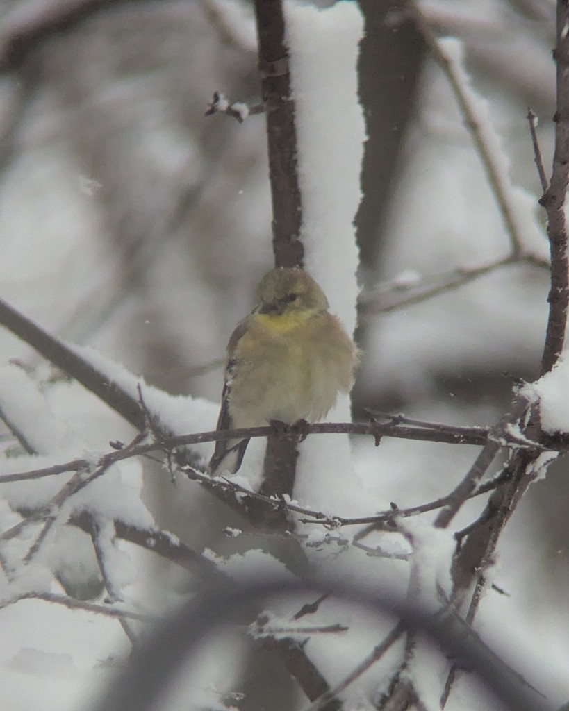 American Goldfinch - ML646361135