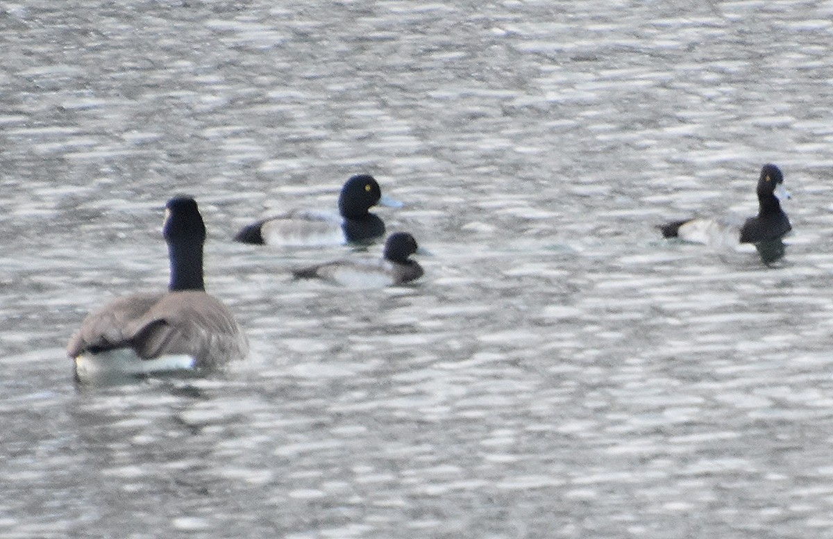 Greater Scaup - ML646361138