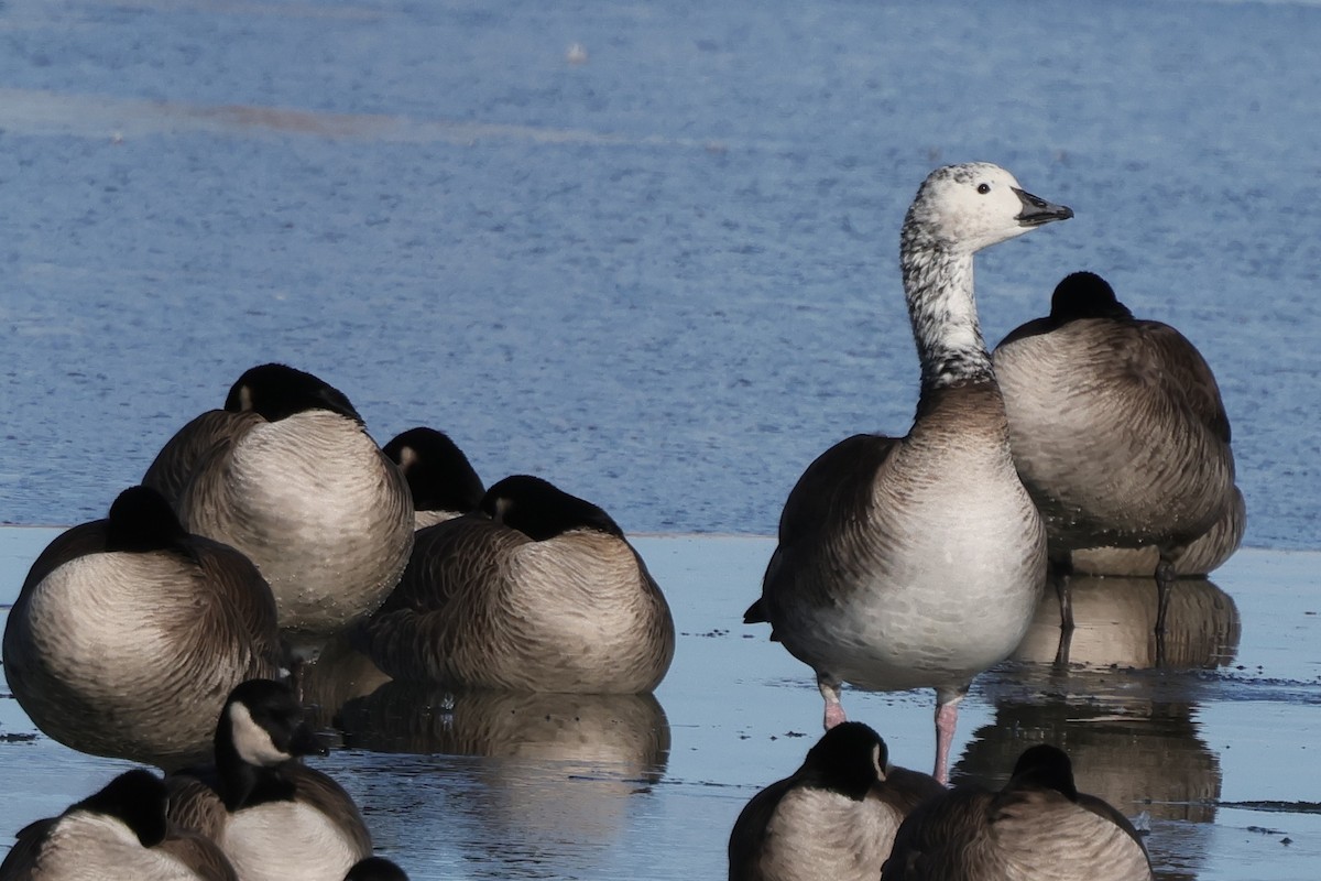 Snow/Ross's x Cackling/Canada Goose (hybrid) - ML646361148