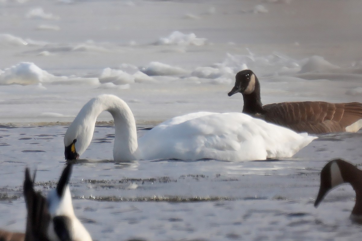 Cygne siffleur - ML646361150