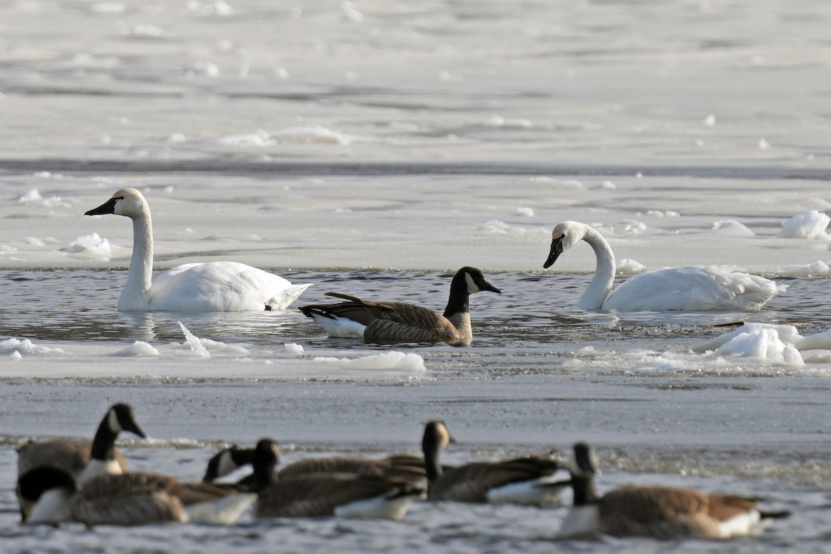 Cygne siffleur - ML646361151