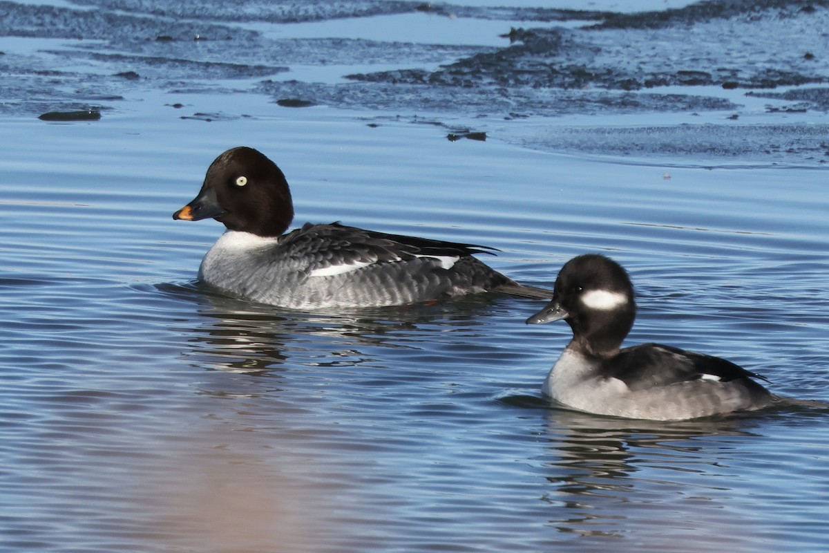 Common Goldeneye - ML646361167