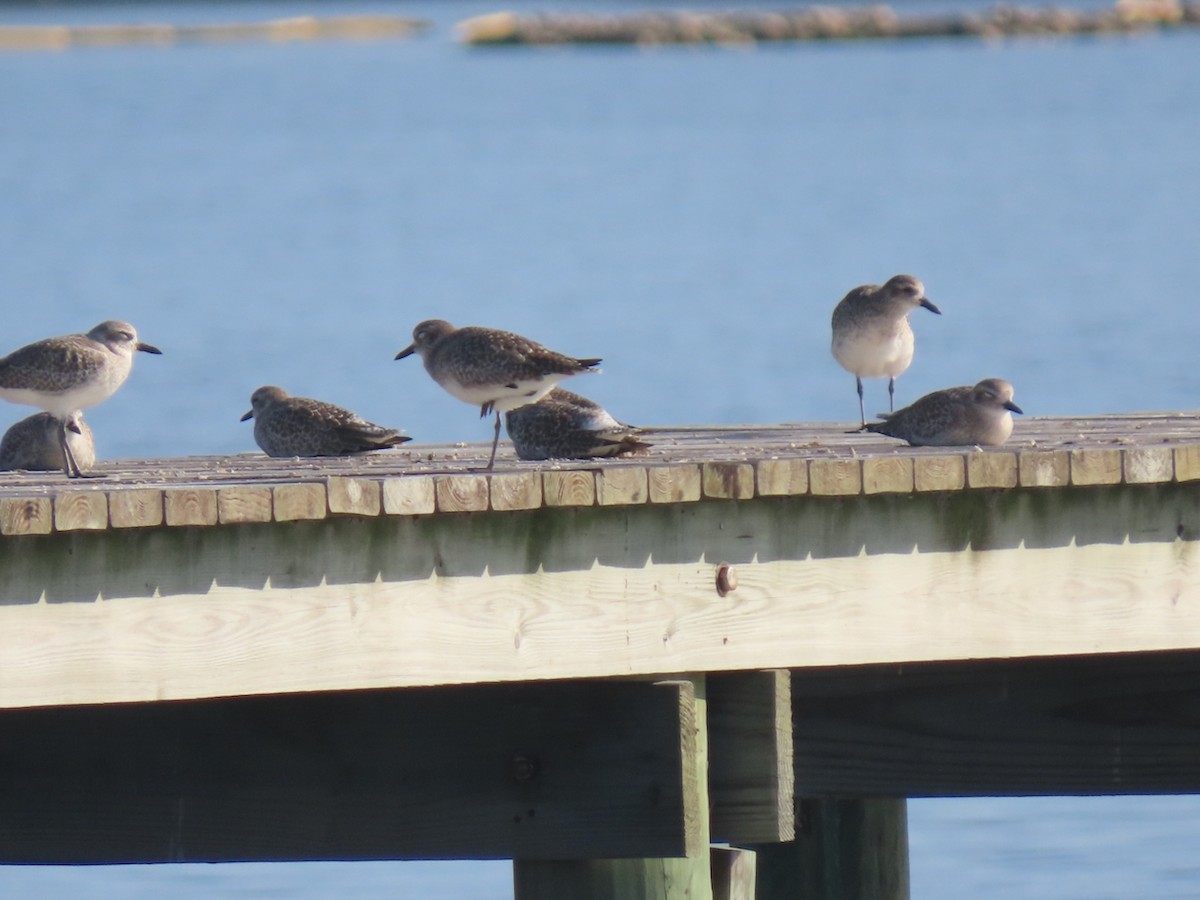 Chorlito Gris - ML646361169