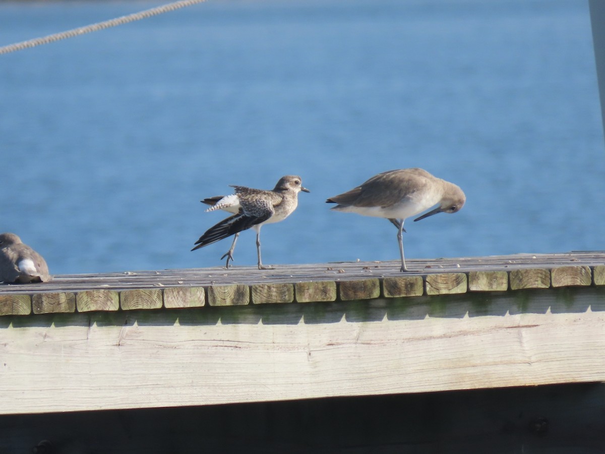 Chorlito Gris - ML646361170