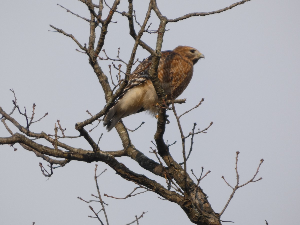 Red-shouldered Hawk - ML646361175