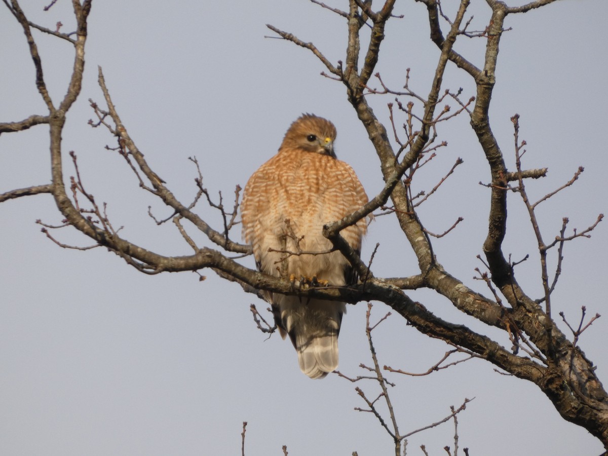 Red-shouldered Hawk - ML646361176