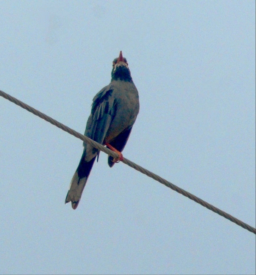 drozd rudonohý - ML646361183