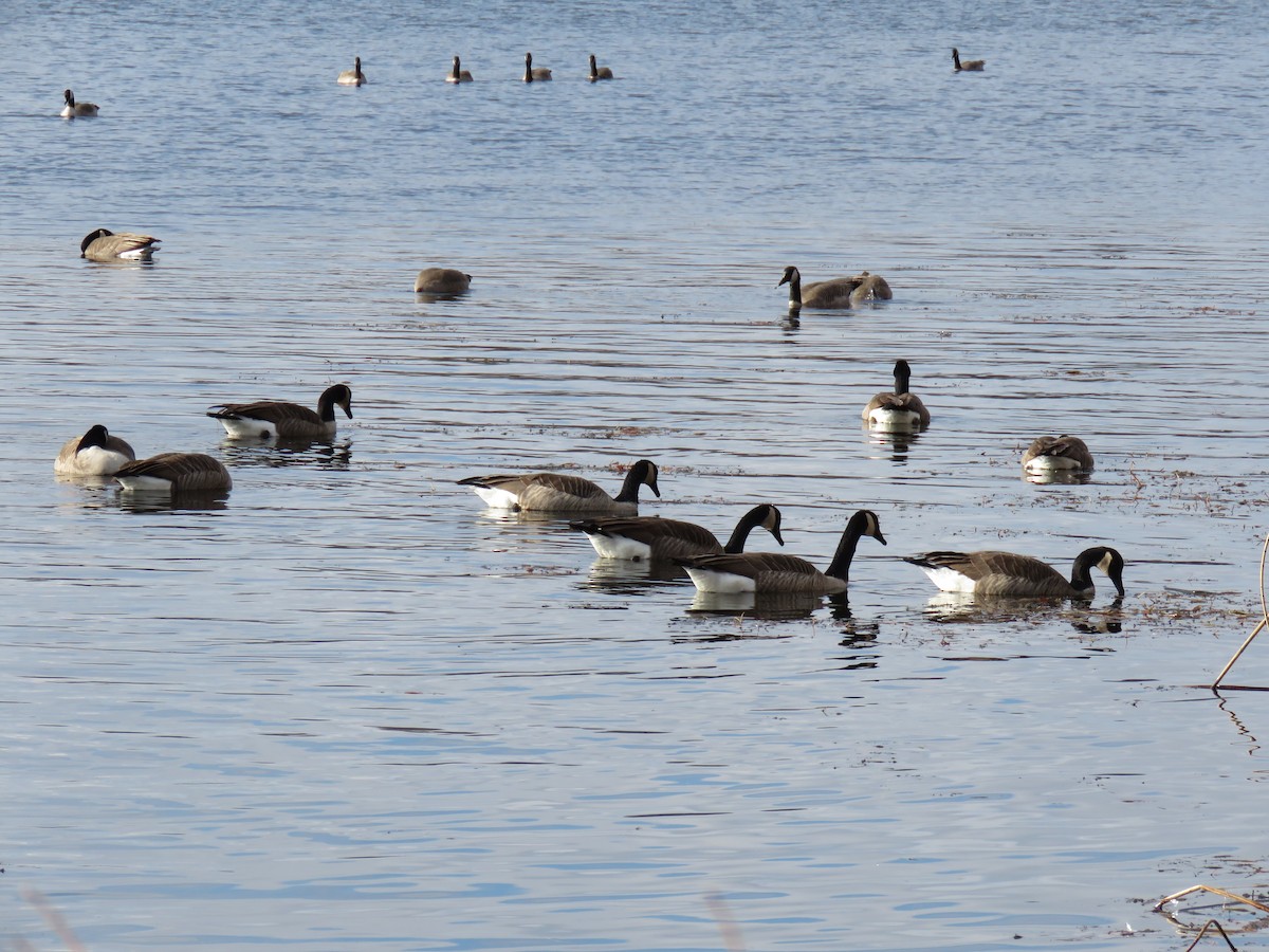 Bernache du Canada - ML646361185