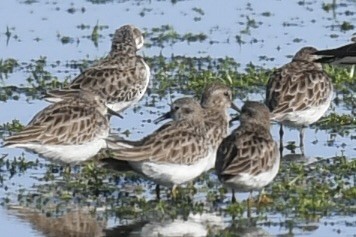 Cüce Kumkuşu - ML646361187