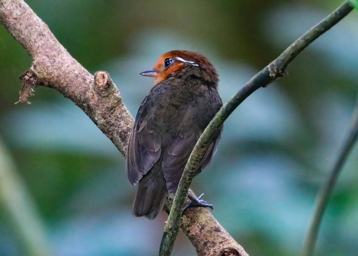 Chestnut-crowned Gnateater - ML646361190