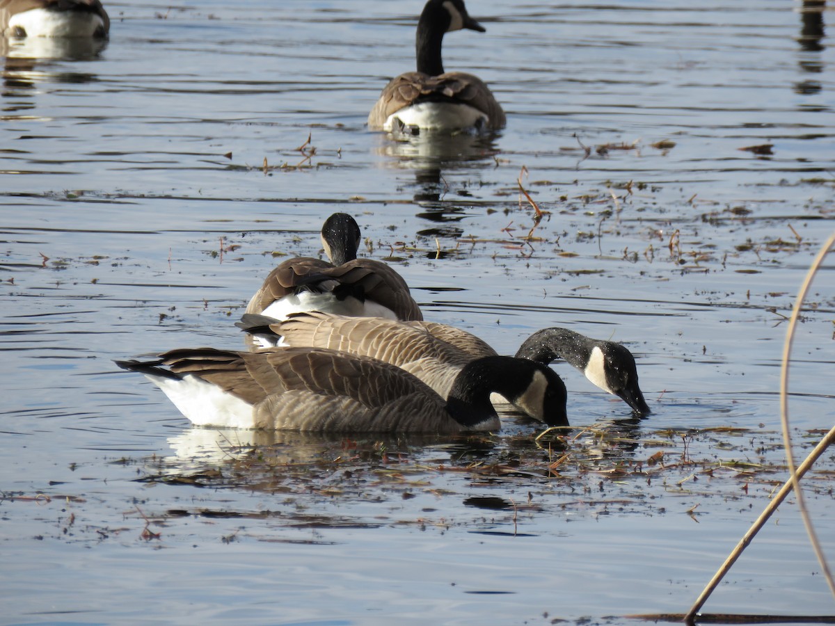 Bernache du Canada - ML646361192