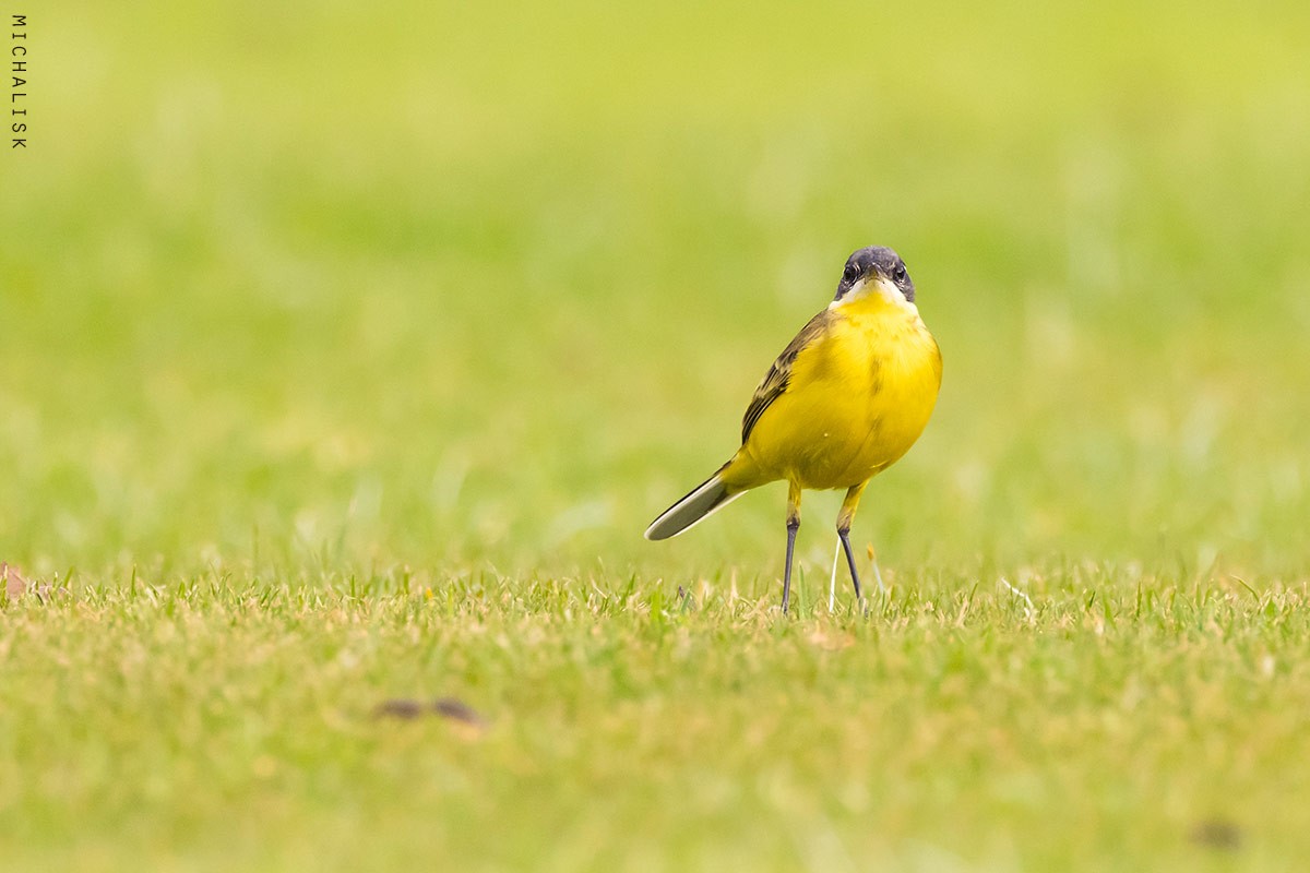 Western Yellow Wagtail - ML646361196