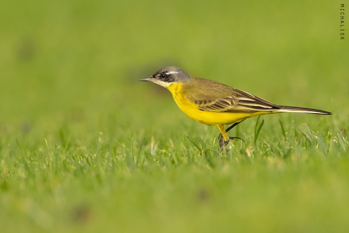 Western Yellow Wagtail - ML646361197