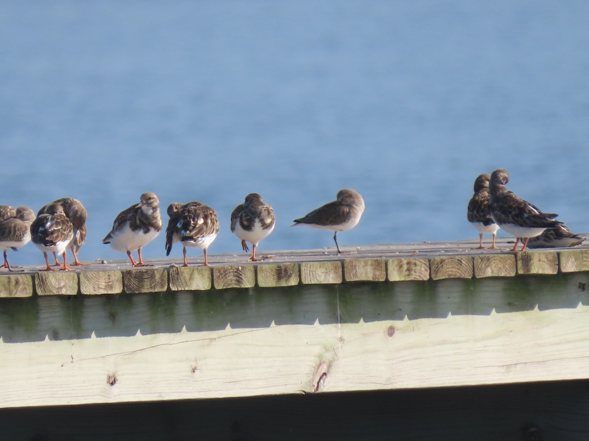 Voltapietre - ML646361200