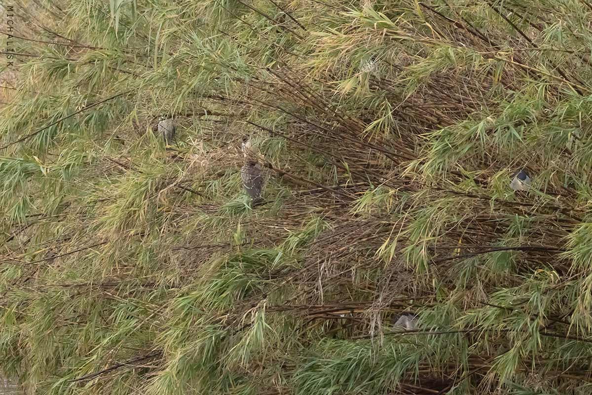 Black-crowned Night Heron - ML646361203