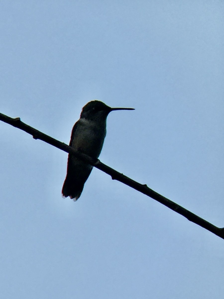 ノドアカハチドリ - ML646361204