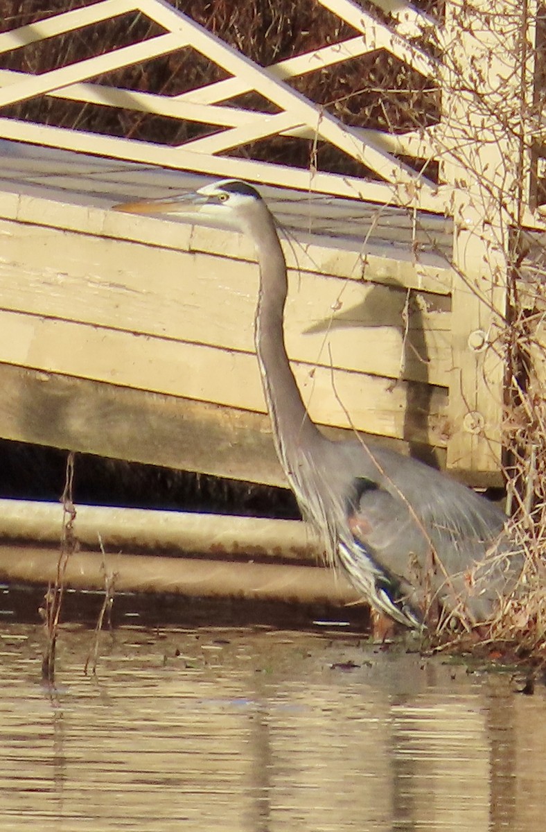 Great Blue Heron - ML646361206