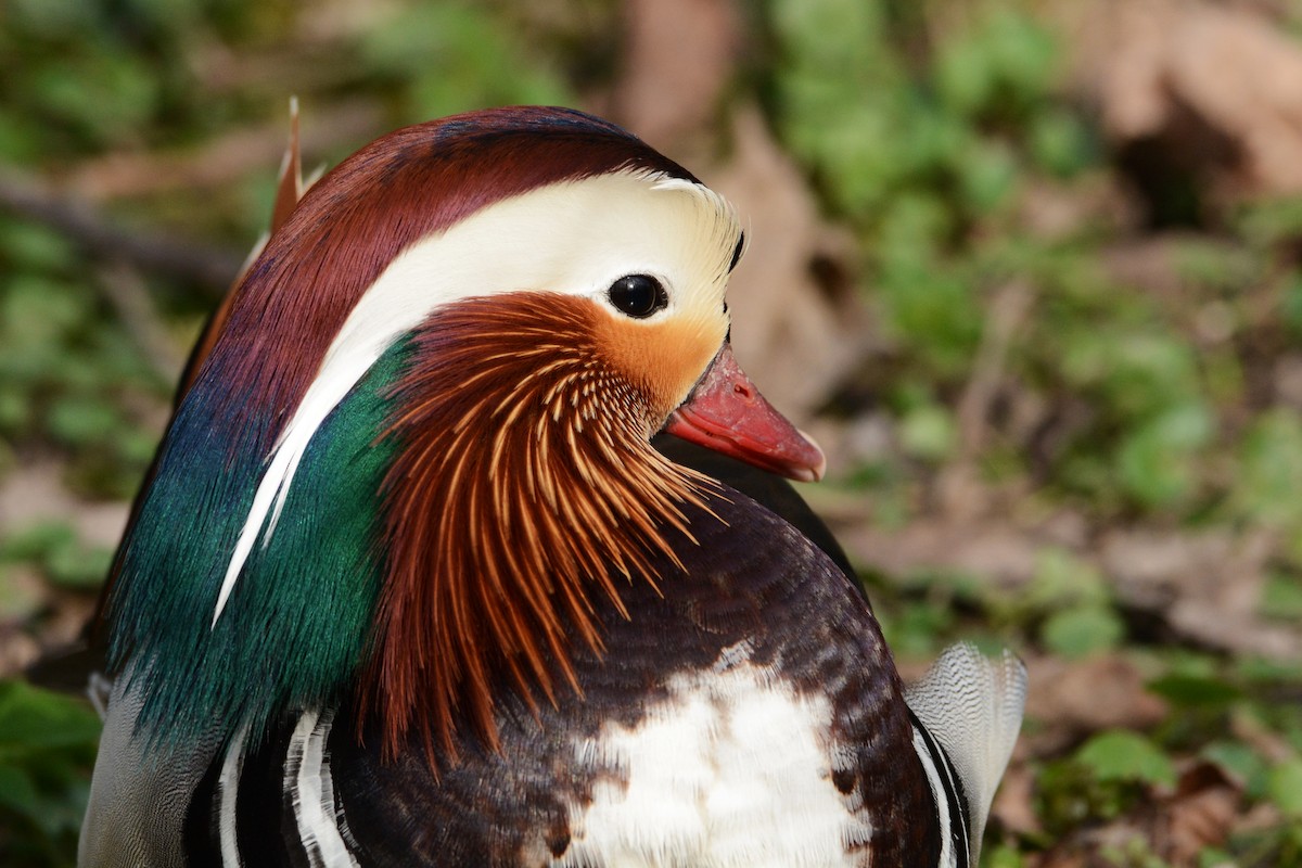 Mandarin Duck - ML646361207