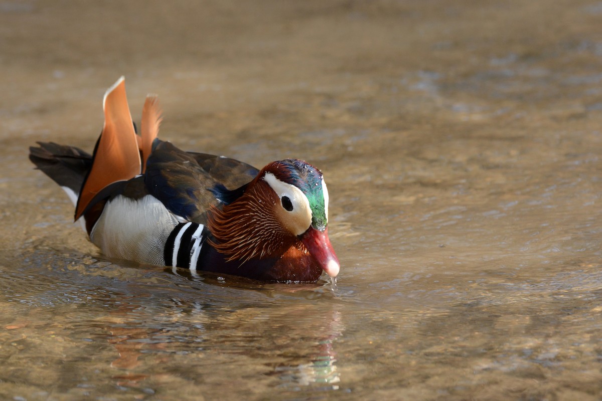 Mandarin Duck - ML646361210