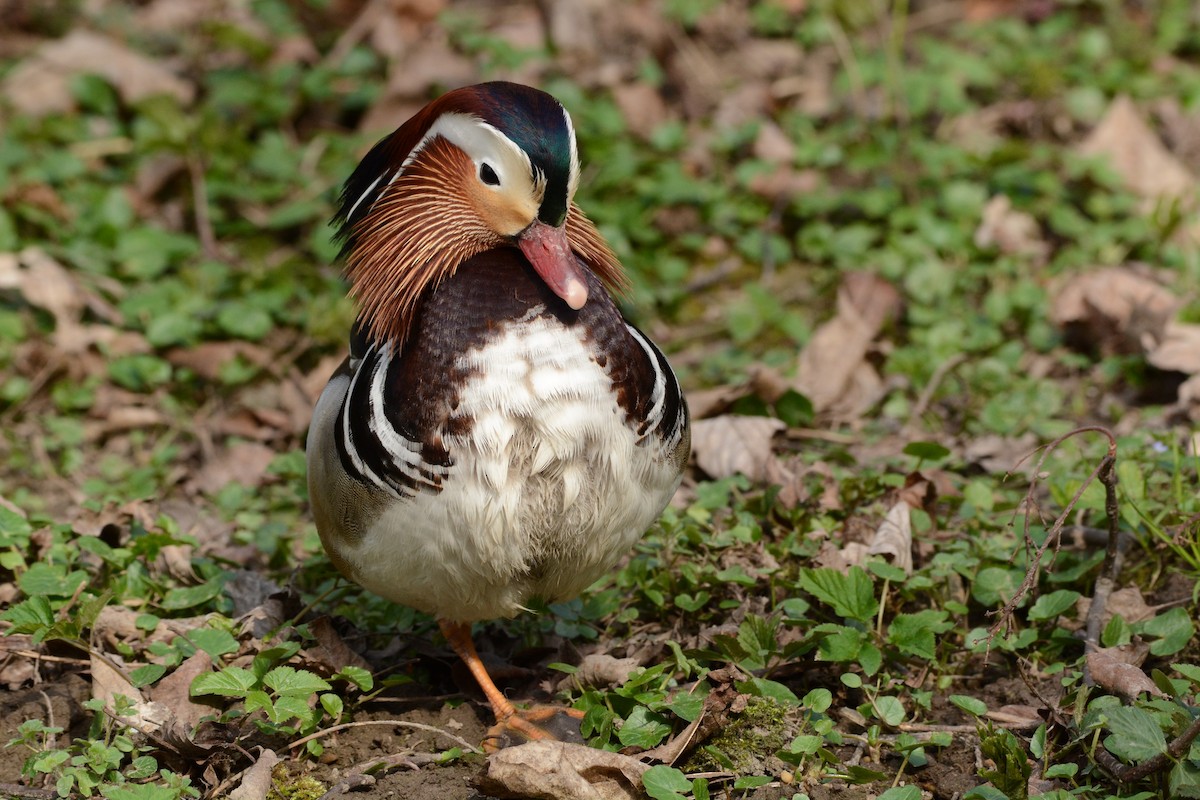 Canard mandarin - ML646361213