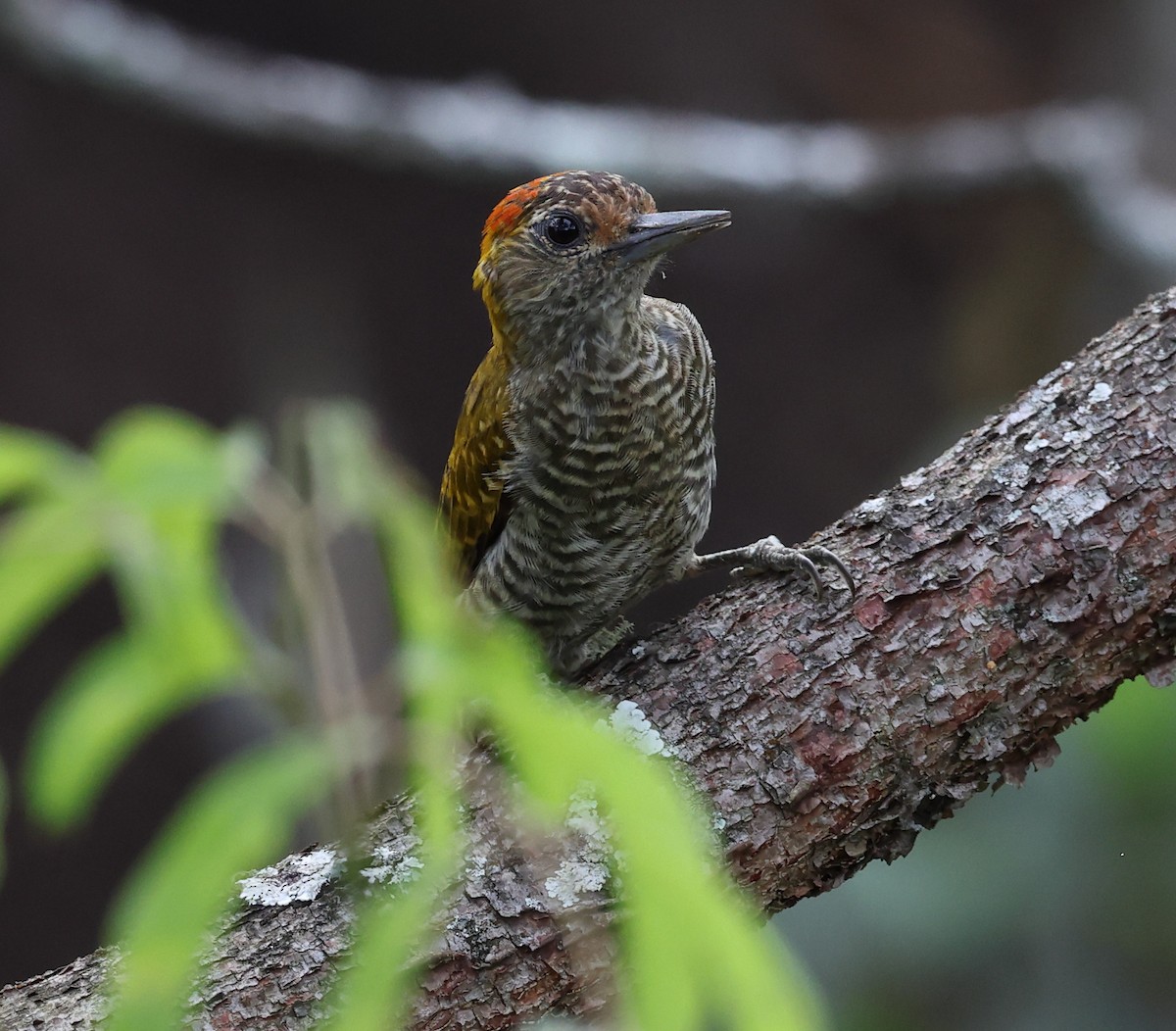 Yellow-eared Woodpecker - ML646361214
