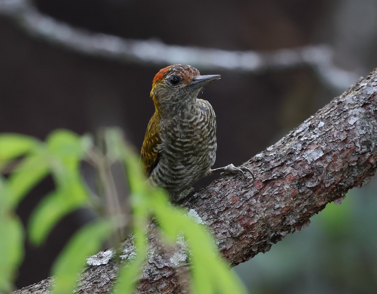 Yellow-eared Woodpecker - ML646361216