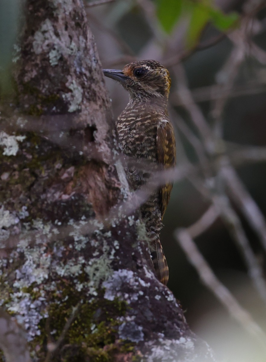 Yellow-eared Woodpecker - ML646361217