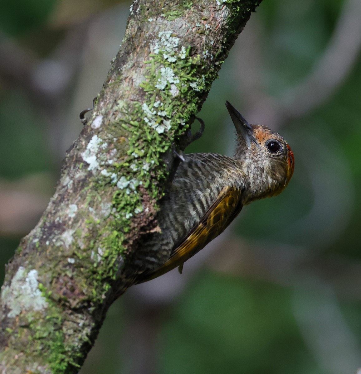 Pic à oreilles d'or - ML646361218