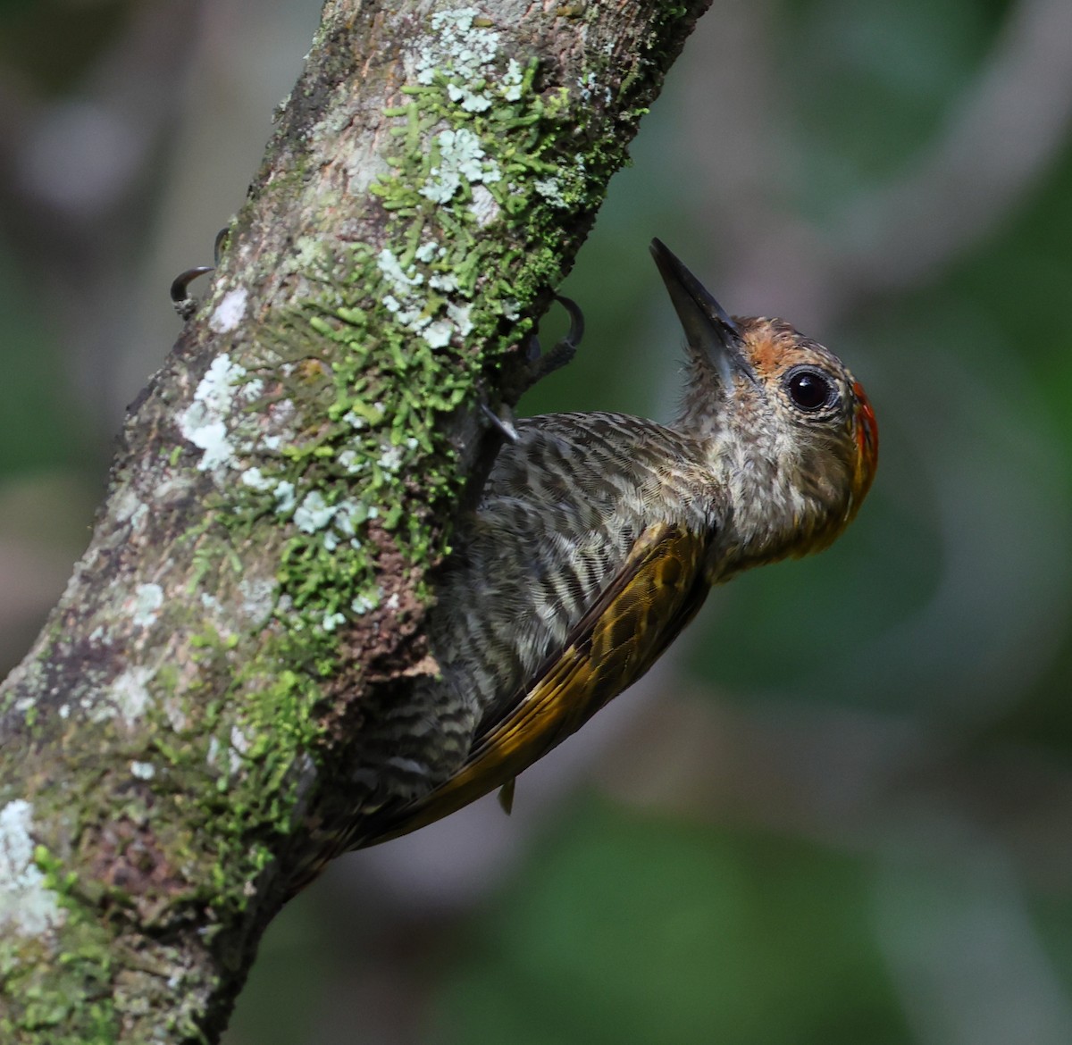 Pic à oreilles d'or - ML646361219