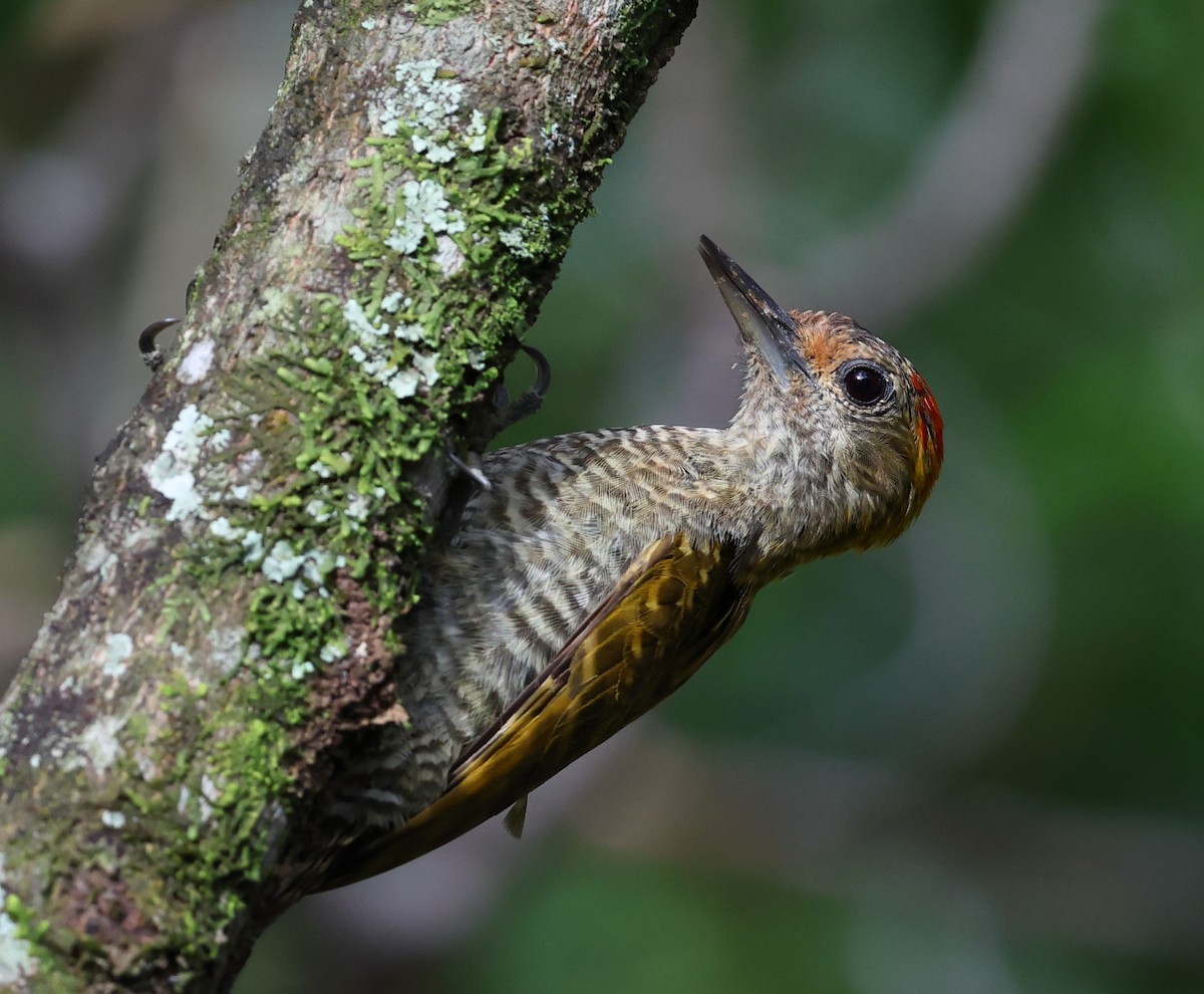 Pic à oreilles d'or - ML646361220