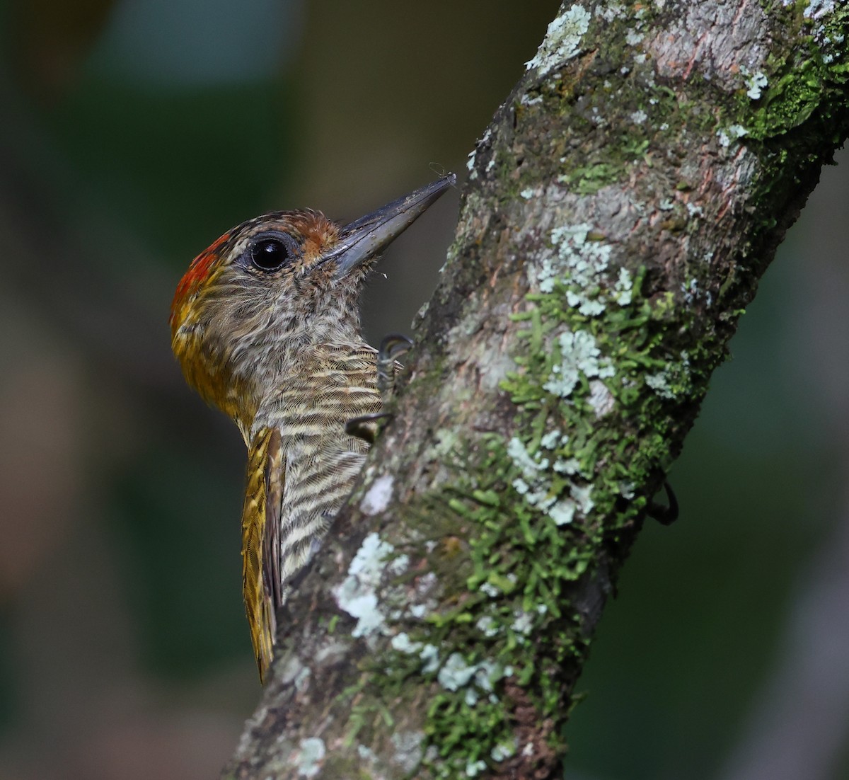 Pic à oreilles d'or - ML646361221