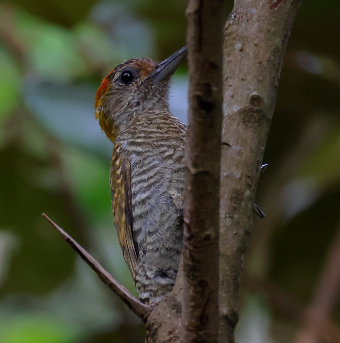 Pic à oreilles d'or - ML646361222