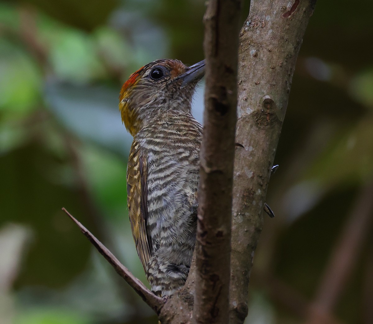 Pic à oreilles d'or - ML646361223