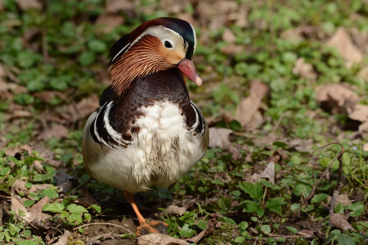 Canard mandarin - ML646361224