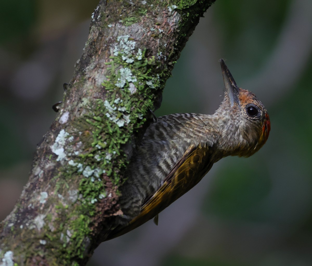 Pic à oreilles d'or - ML646361225